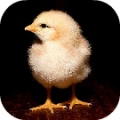 Poultry farming Poultry farming