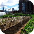 Urban farming Urban farming