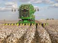 Cotton-harvester at work.jpg