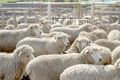 Animal husbandry sheep farming.jpg