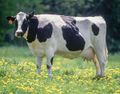 Holstein-Friesian milk cow.jpg