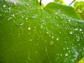 Viticulture (rain drops on grapevine leaf).jpg