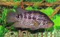Jaguar cichlid (Parachromis managuensis)