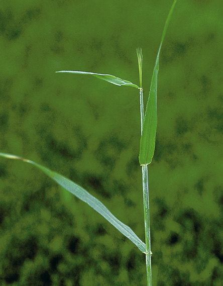 Health benefits of barley grass juice – Nutrition, Health & Wellness