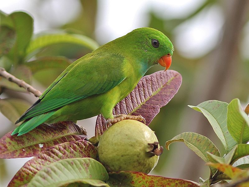 Guava fruit and vernal hanging parrot – Nutrition, Health & Wellness