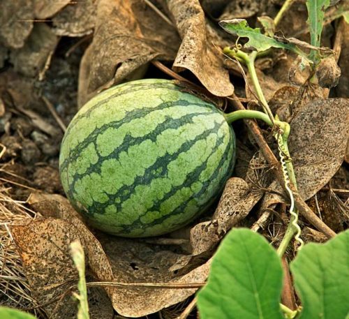 Watermelon fruit nutrition facts – Nutrition, Health & Wellness