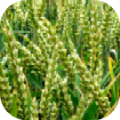 Agriculture-Wheat crop.png