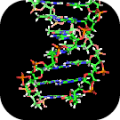 Deoxyribonucleic acid (DNA).png