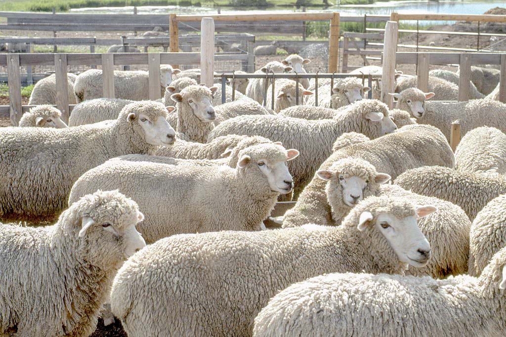File:Animal husbandry sheep  - Wiki Farming
