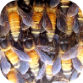 Apis-dorsata-Hive-1.png