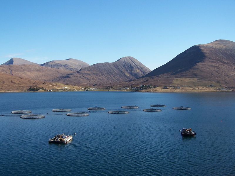 File:Marine salmon farm.jpg