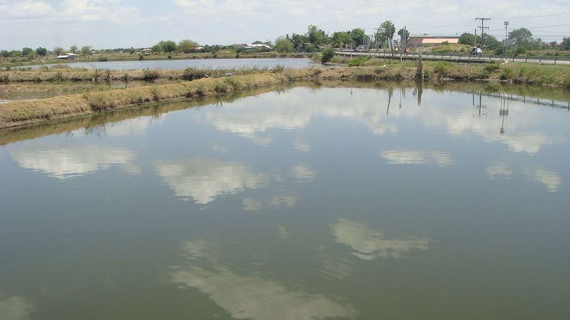 File:Binmaley fish culture ponds.jpg