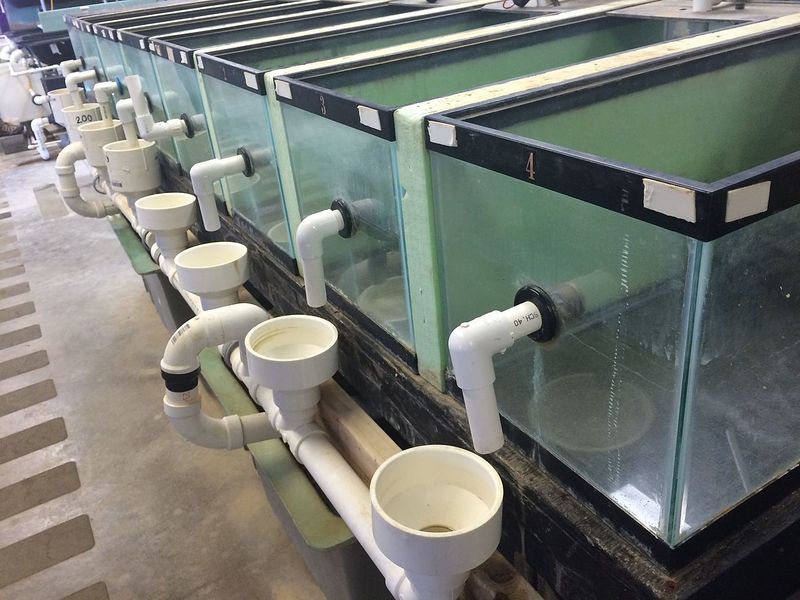 File:Recirculating aquaculture system.jpg