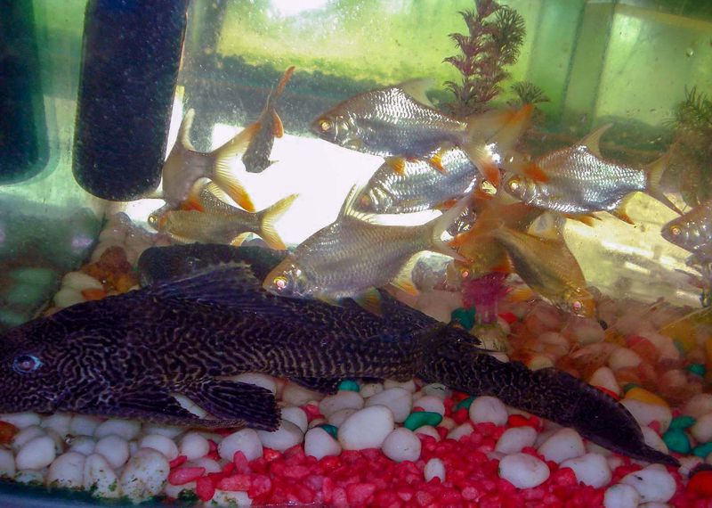 File:Multispecies aquarium.jpg