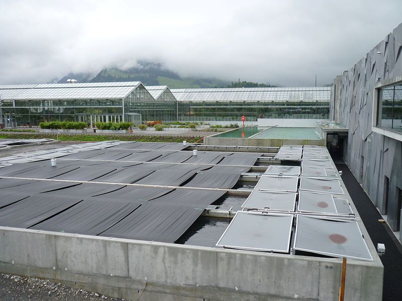 File:Sturgeon breeding center.jpg