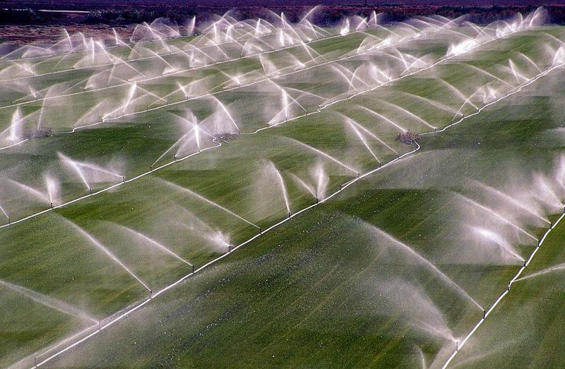 File:Irrigation Crop sprinklers.jpg