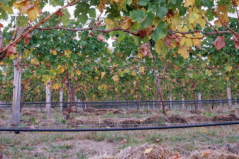 File:Viticulture (vineyard with drip irrigation).jpg