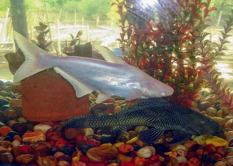 File:Freshwater aquarium fish.jpg
