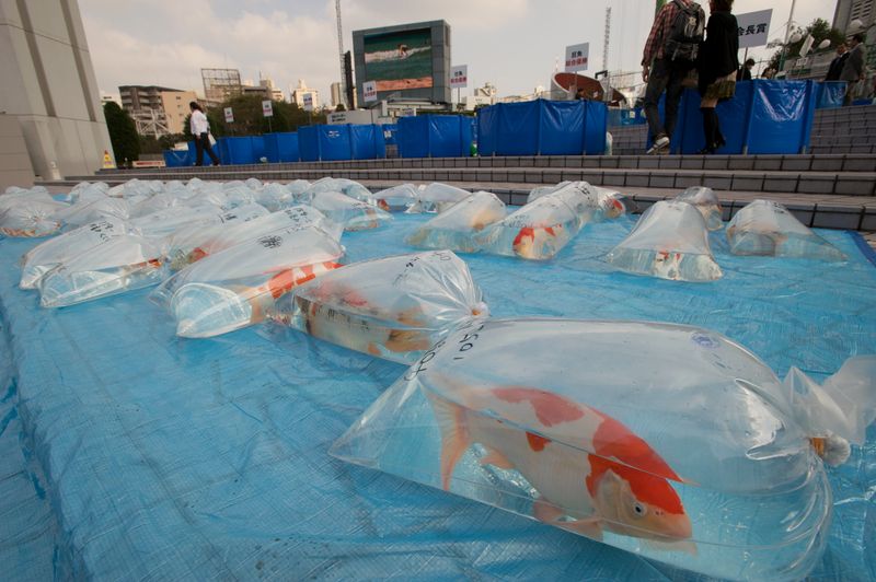 File:Bags of koi fish.jpg