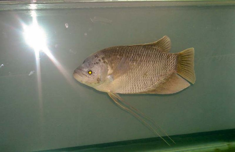 File:Giant gourami aquarium.jpg