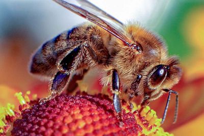 Honey bee on a flower