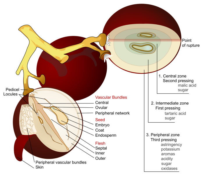 File:Viticulture (Diagram of the wine grape berry).png