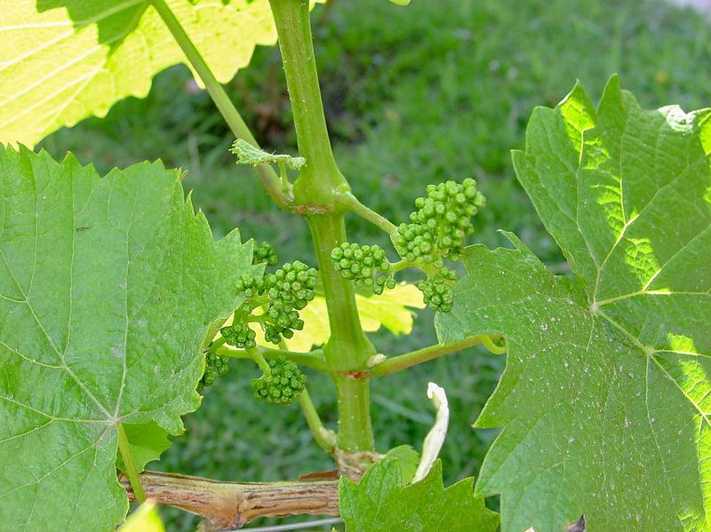 File:Viticulture (Malbec vines pre-flowering).jpg