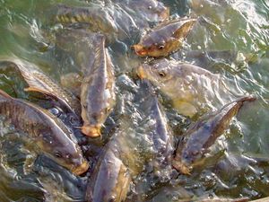 Freshwater aquaculture - Wiki Farming