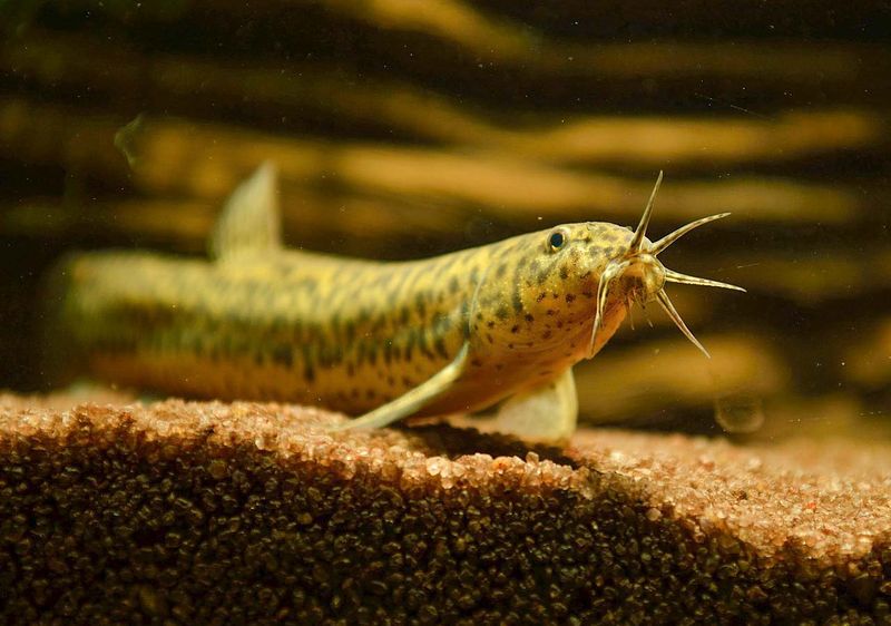 File:Pond loach (Misgurnus anguillicaudatus).jpg