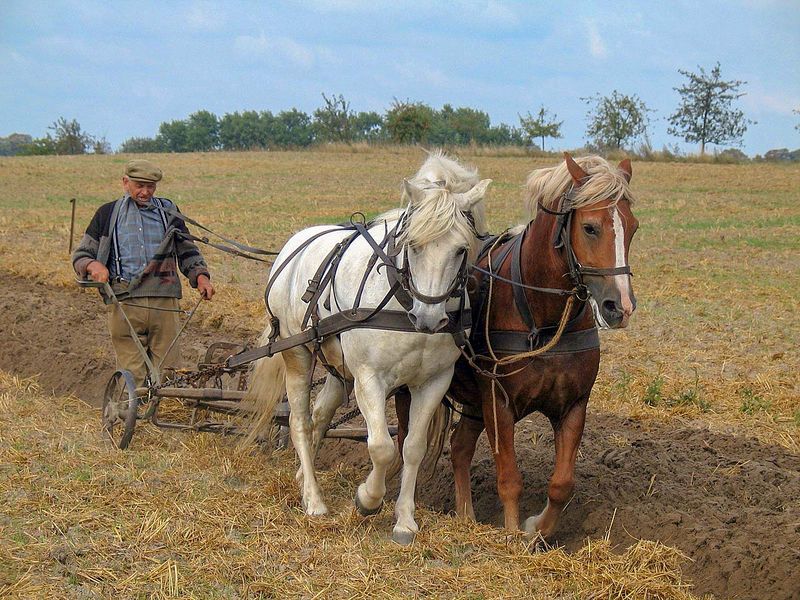 File:Horse-drawn plough.jpg