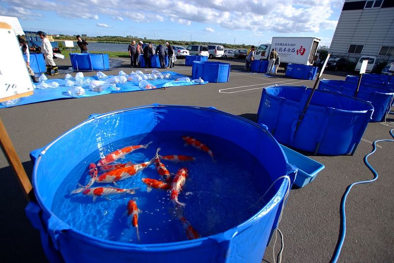 File:Koi display fair.jpg