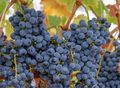 Viticulture (Grapes ripening on the vine).jpg
