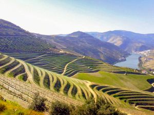 Oporto terraced vineyards