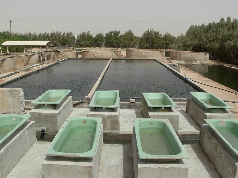 File:Fish hatchery complex.jpg