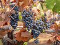 Viticulture (over ripe and dehydrated grapes).jpg