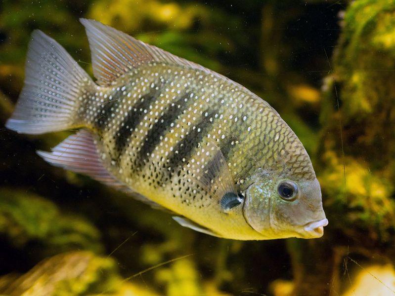 File:Etroplus suratensis.jpg