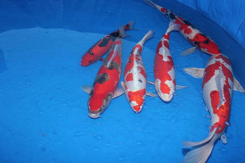 File:Nagaoka Koi carp show.jpg