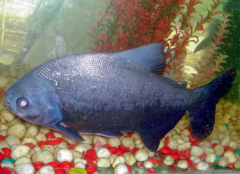 File:Aquarium fish.jpg