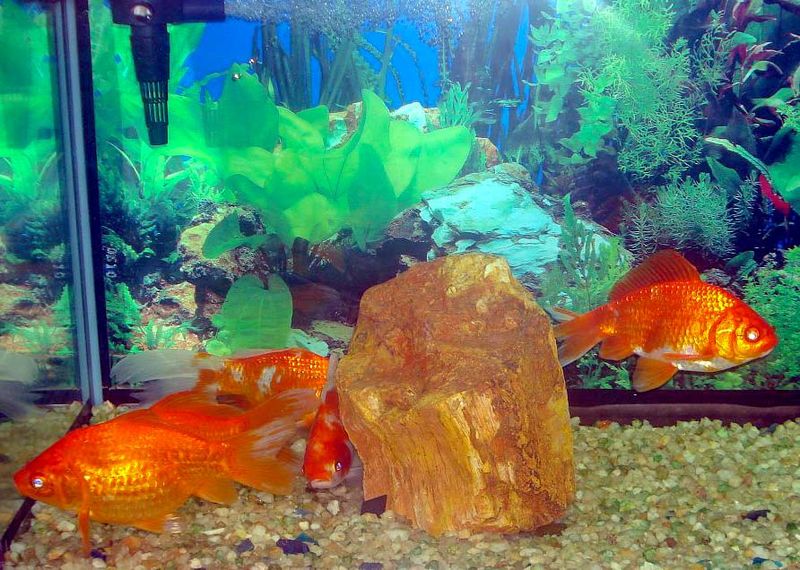 File:Goldfish aquarium.jpg