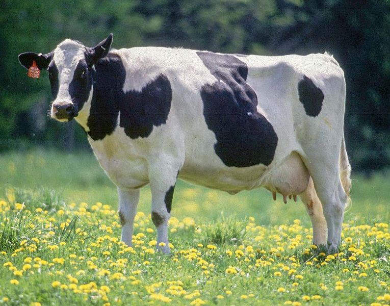File:Holstein-Friesian milk cow.jpg