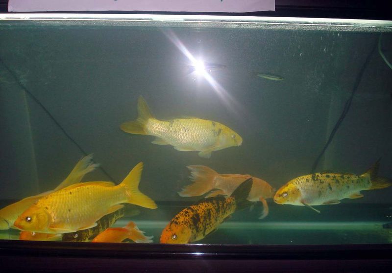 File:Multi-carp aquarium.jpg