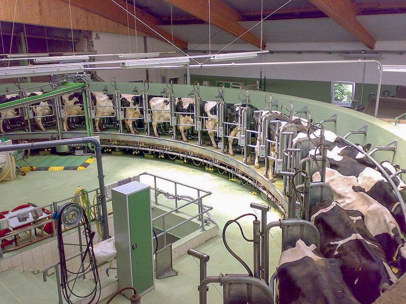 File:Rotary milking parlor.jpg