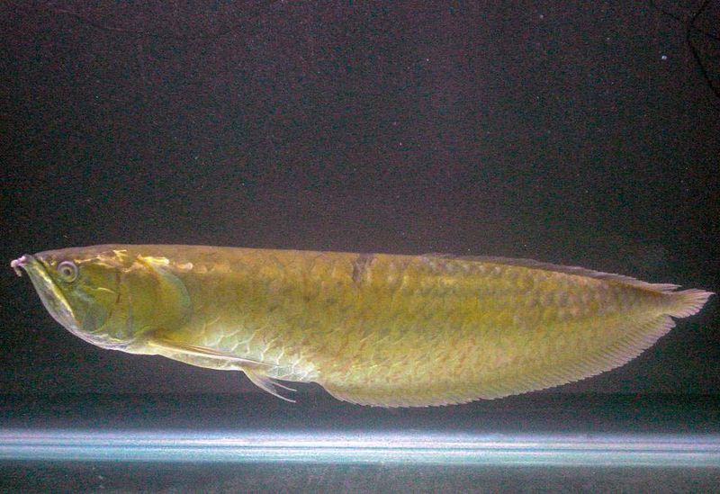 File:Arowana.jpg