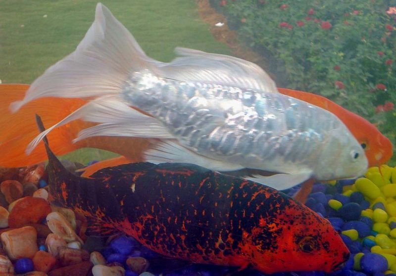 File:Koi carp in aquarium.jpg