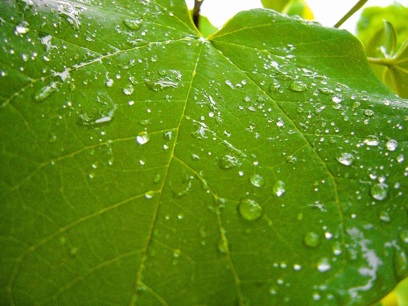 File:Viticulture (rain drops on grapevine leaf).jpg