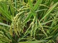 Rice plant.jpg