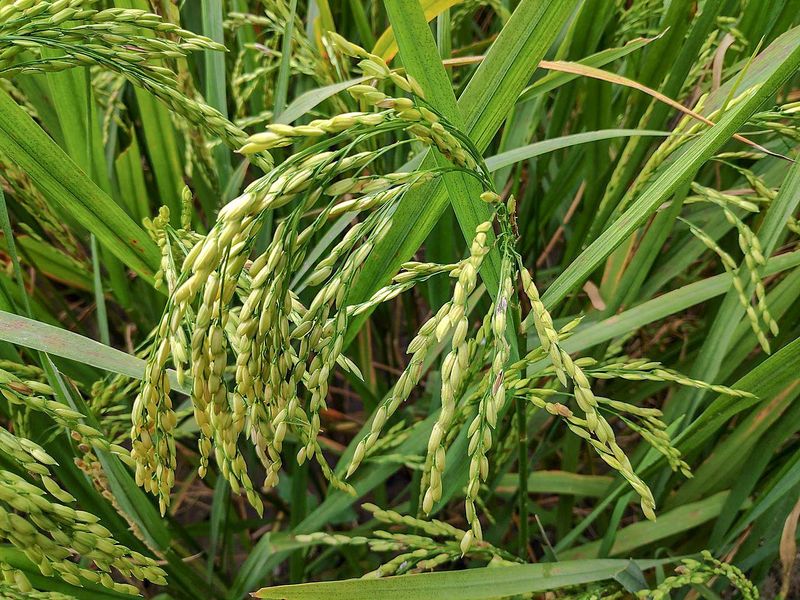 File:Rice plant.jpg