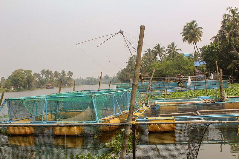 File:Traditional cage culture.jpg