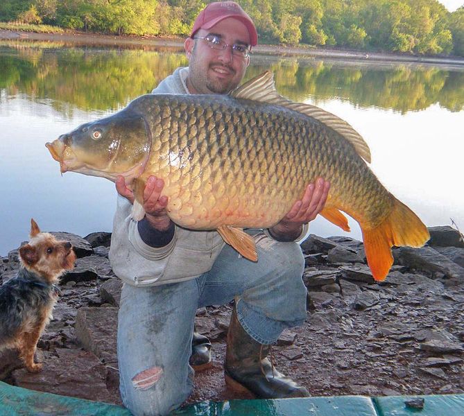 File:Record size carp fish.jpg