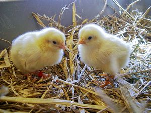 Poultry farming - Wiki Farming